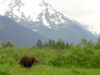 There are grizzlies in Alaska